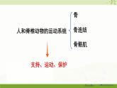 北师大版（2024）生物七年级下册--4.11.1 人体的骨骼（课件）