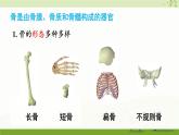 北师大版（2024）生物七年级下册--4.11.1 人体的骨骼（课件）