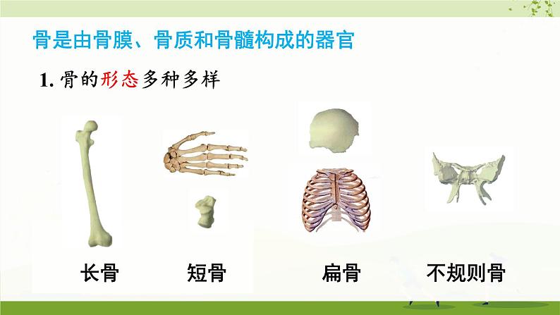 第1节 人体的骨骼第4页