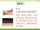 北师大版（2024）生物七年级下册--4.11.2 人体的骨骼肌（课件）