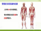 北师大版（2024）生物七年级下册--4.11.2 人体的骨骼肌（课件）