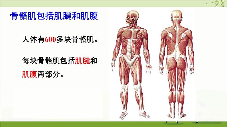第2节 人体的骨骼肌第3页