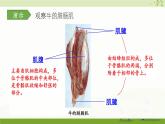 北师大版（2024）生物七年级下册--4.11.2 人体的骨骼肌（课件）
