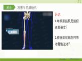 北师大版（2024）生物七年级下册--4.11.2 人体的骨骼肌（课件）