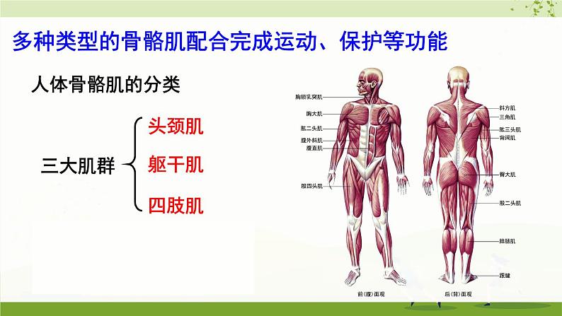 第2节 人体的骨骼肌第8页