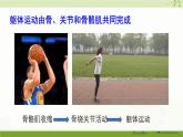 北师大版（2024）生物七年级下册--4.11.3 运动的形成（课件）