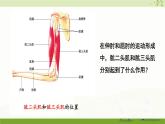 北师大版（2024）生物七年级下册--4.11.3 运动的形成（课件）
