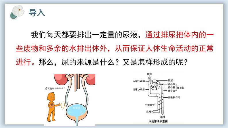 【核心素养目标】冀少版初中生物七年级下册《尿液的形成和排出》课件第2页