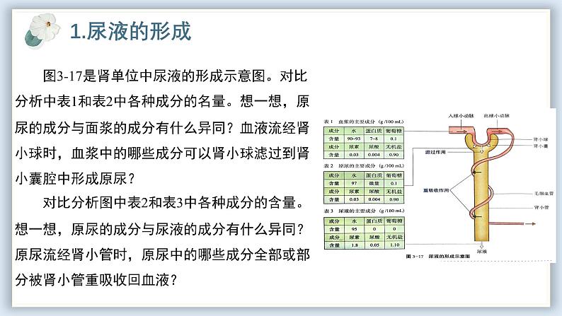 【核心素养目标】冀少版初中生物七年级下册《尿液的形成和排出》课件第5页