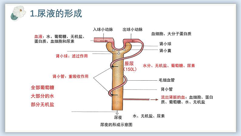 【核心素养目标】冀少版初中生物七年级下册《尿液的形成和排出》课件第7页