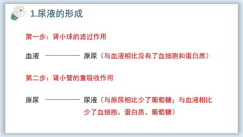 【核心素养目标】冀少版初中生物七年级下册《尿液的形成和排出》课件第8页