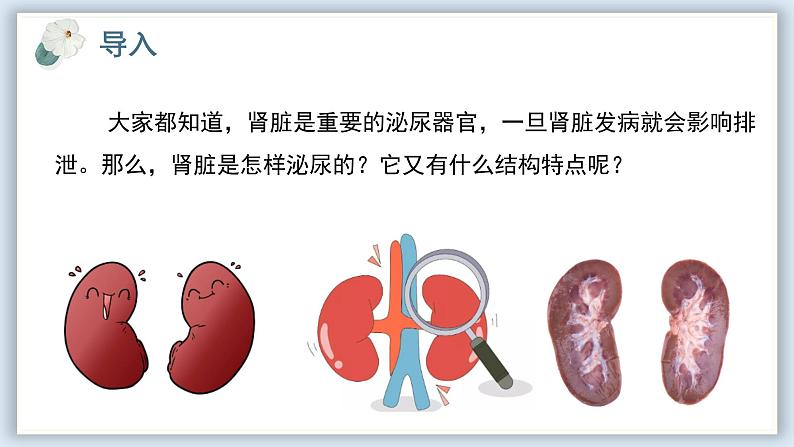 【核心素养目标】冀少版初中生物七年级下册《泌尿系统的组成》课件第2页