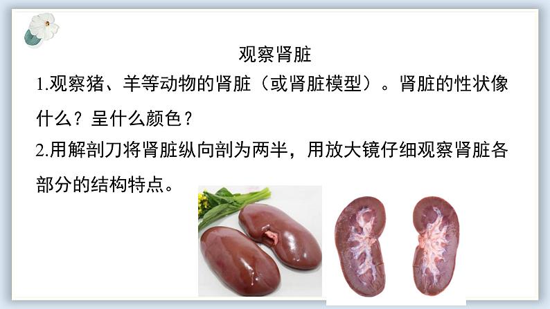 【核心素养目标】冀少版初中生物七年级下册《泌尿系统的组成》课件第5页