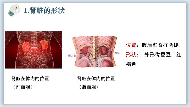 【核心素养目标】冀少版初中生物七年级下册《泌尿系统的组成》课件第7页