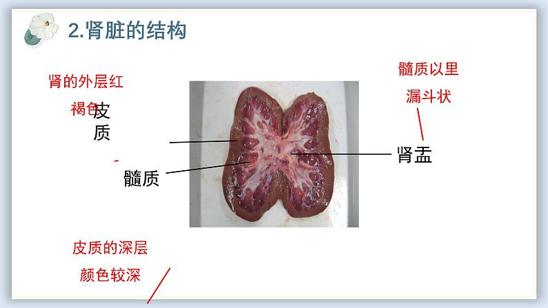 【核心素养目标】冀少版初中生物七年级下册《泌尿系统的组成》课件第8页