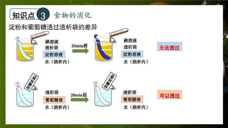 北师大版（2024）生物七年级下册--第6章 人体的营养 章末复习（课件）第6页