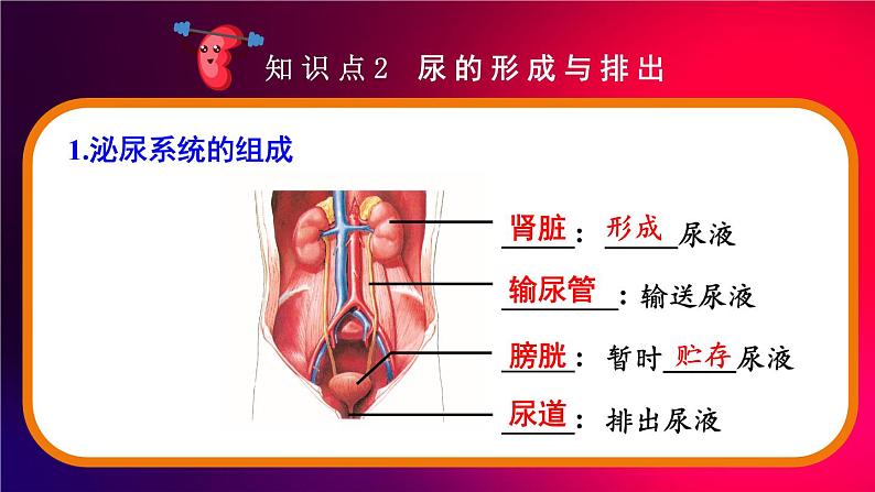 北师大版（2024）生物七年级下册--第9章 人体代谢废物的排出 章末复习（课件）第6页