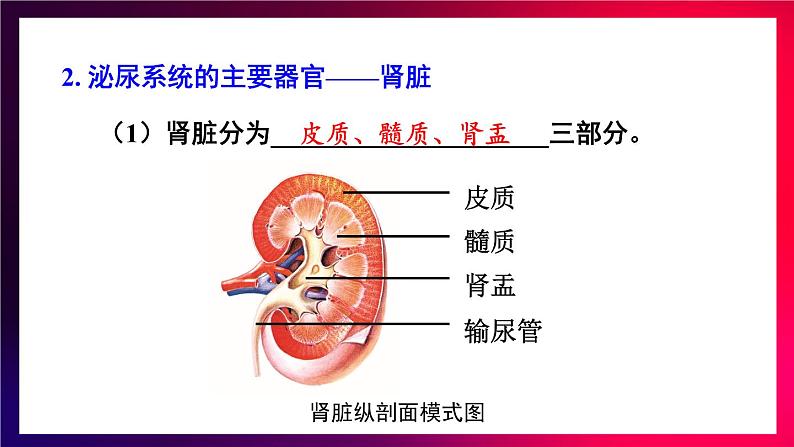 北师大版（2024）生物七年级下册--第9章 人体代谢废物的排出 章末复习（课件）第7页