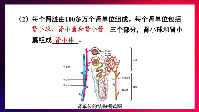 北师大版（2024）生物七年级下册--第9章 人体代谢废物的排出 章末复习（课件）第8页