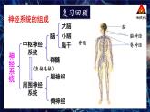 北师大版（2024）生物七年级下册--第10章 人体的自我调节 本章小结（课件）