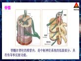 北师大版（2024）生物七年级下册--第10章 人体的自我调节 本章小结（课件）