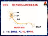 北师大版（2024）生物七年级下册--第10章 人体的自我调节 本章小结（课件）