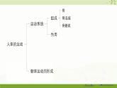 北師大版（2024）生物七年級下冊--第11章 人體的運動 本章小結(jié)（課件）