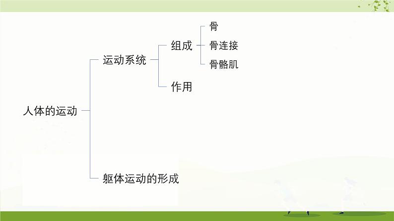 北师大版（2024）生物七年级下册--第11章 人体的运动 本章小结（课件）第2页