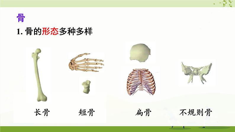 北师大版（2024）生物七年级下册--第11章 人体的运动 本章小结（课件）第3页