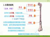 北師大版（2024）生物七年級下冊--第11章 人體的運動 本章小結(jié)（課件）