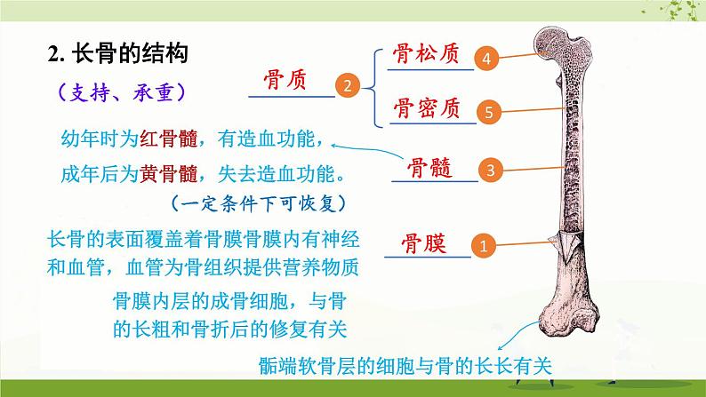 北师大版（2024）生物七年级下册--第11章 人体的运动 本章小结（课件）第4页