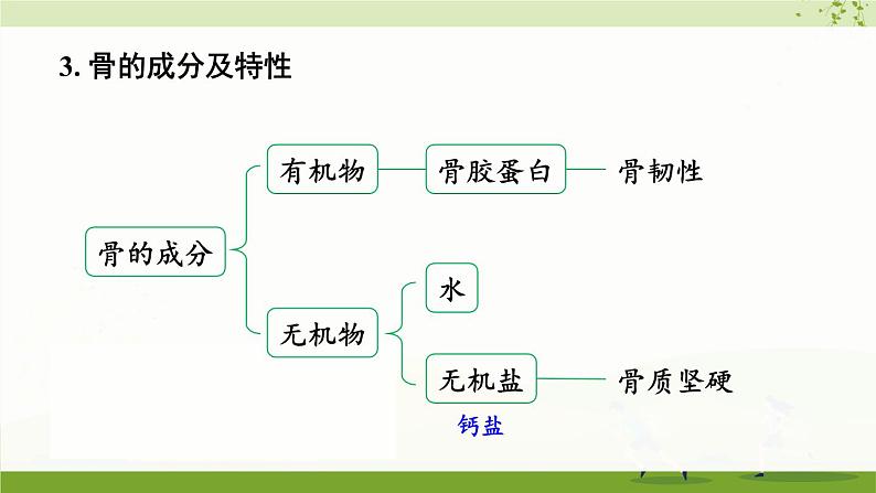 北师大版（2024）生物七年级下册--第11章 人体的运动 本章小结（课件）第6页