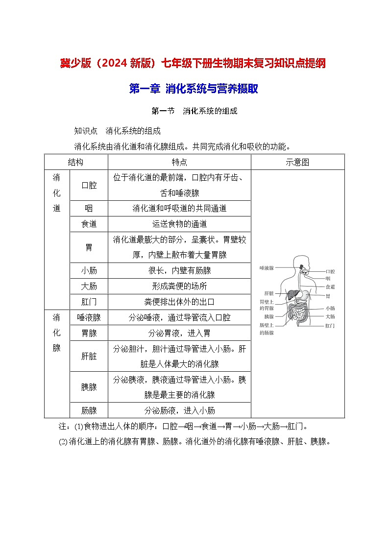 冀少版（2024新版）七年级下册生物期末复习知识点提纲详细版第1页