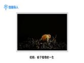 人教版（2024）生物七年级下册--3.1.1 种子的萌发（课件）