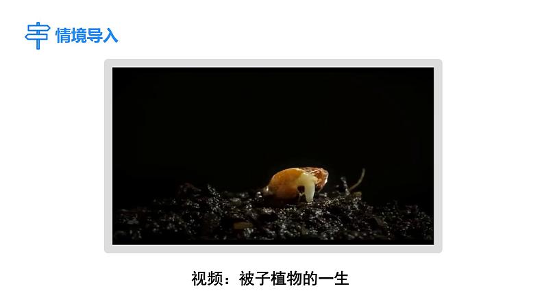 人教版（2024）生物七年级下册--3.1.1 种子的萌发（课件）第3页