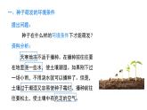 人教版（2024）生物七年级下册--3.1.1 种子的萌发（课件）