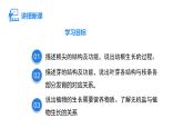 人教版（2024）生物七年级下册--3.1.2 植株的生长（课件）