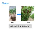 人教版（2024）生物七年级下册--3.1.2 植株的生长（课件）