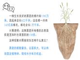 人教版（2024）生物七年级下册--3.1.2 植株的生长（课件）