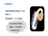 人教版（2024）生物七年级下册--3.1.2 植株的生长（课件）