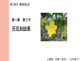 人教版（2024）生物七年级下册--3.1.3 开花和结果（课件）