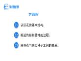 人教版（2024）生物七年级下册--3.1.3 开花和结果（课件）