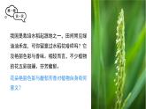 人教版（2024）生物七年级下册--3.1.3 开花和结果（课件）