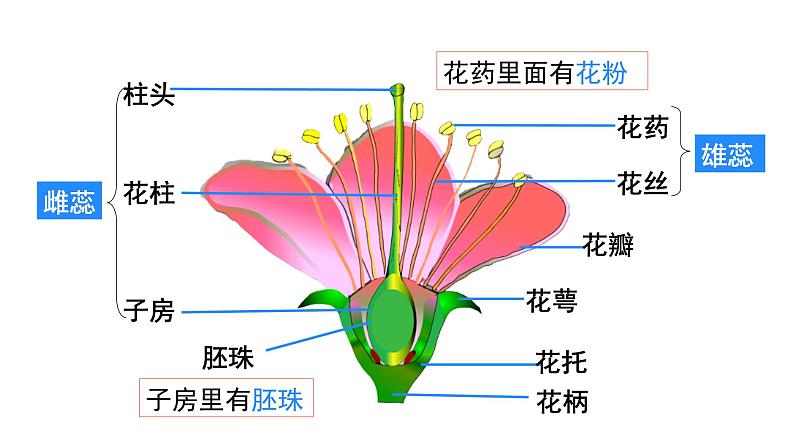 人教版（2024）生物七年级下册--3.1.3 开花和结果（课件）第6页