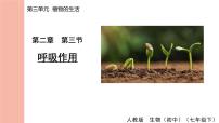 初中生物人教版（2024）七年级下册（2024）第三节 呼吸作用课堂教学ppt课件