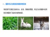 人教版（2024）生物七年级下册--3.2.4 植物在自然界中的作用（课件）