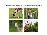 人教版（2024）生物七年级下册--3.2.4 植物在自然界中的作用（课件）