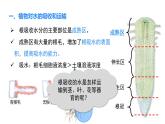 人教版（2024）生物七年级下册--3.2.1 水的利用与散失（课件）