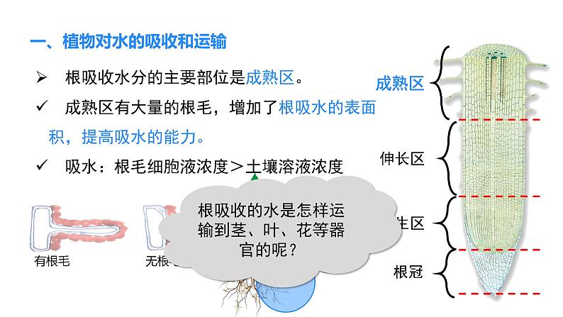 人教版（2024）生物七年级下册--3.2.1 水的利用与散失（课件）第4页