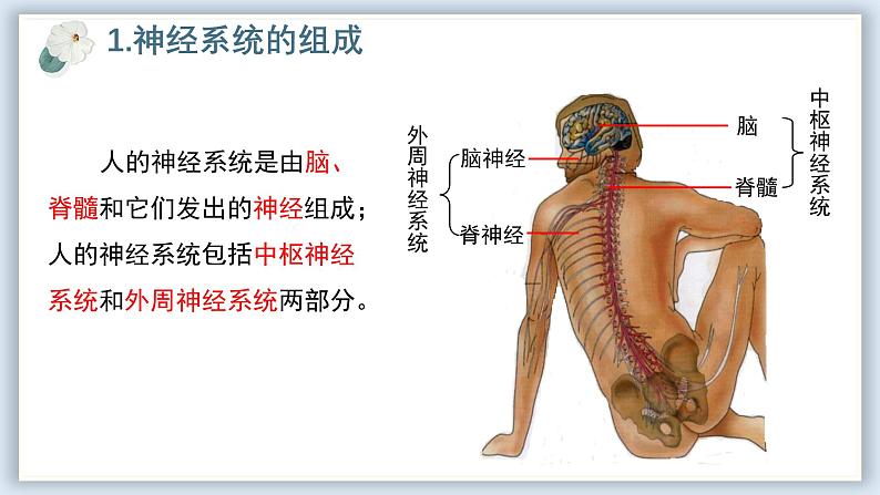 【核心素养目标】冀少版初中生物七年级下册第三单元第五章第一节《神经系统的组成》课件第5页